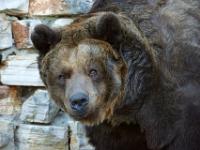 Europäischer Braunbär